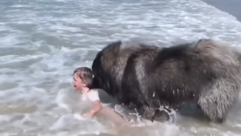 Pies obserwuje dziecko kąpiące się w morzu. Gdy pomyślał, że dziewczynka tonie od razu rusza 