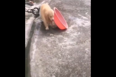 Pieseł rozwalił system. Tak reaguje kiedy upał na dworze