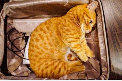 19 zdjęć, które pokazują, że zwierzęta są bardziej wrażliwe niż nam się wydaje