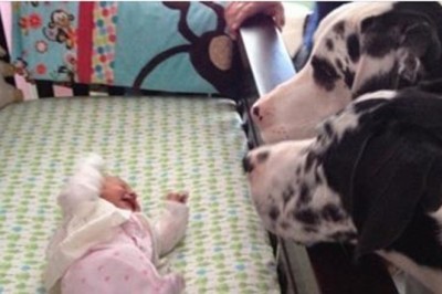 Rodzice tylko na chwilę zostawili dziecko same z psami. Zobacz co zastali gdy wrócili 