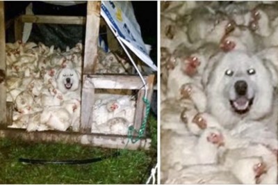 20 uroczych zdjęć psiaków, które natychmiast poprawią nawet twój najgorszy dzień