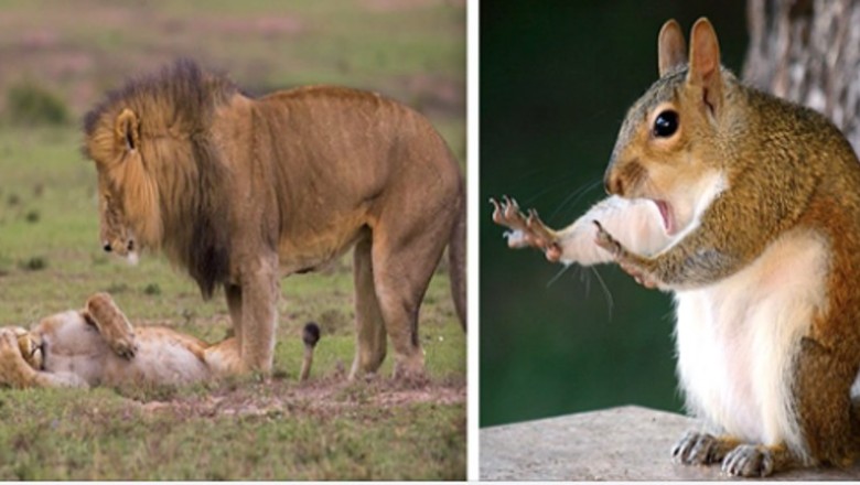 Zdjęcia dzikich zwierząt przyłapanych w zabawnych ujęciach. One też potrafią rozśmieszyć 