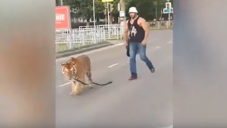 Tygrys wyskoczył mu z samochodu prosto na ulicę. To dopiero pupil