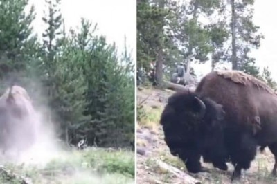 Bizon rzucił 9-latką kilka metrów w górę. Turyści nie dawali mu spokoju