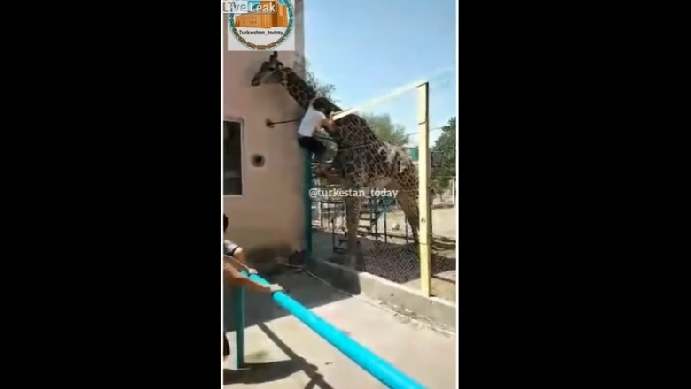 Byłeś kiedyś tak nawalony, żeby jeździć na żyrafie w zoo? To zobacz tego typa