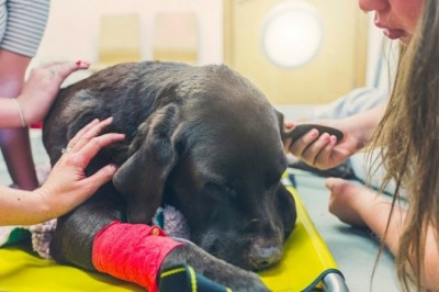 Weterynarz opowiada, jak zachowują się zwierzęta tuż przed uśpieniem. Te słowa łamią serce