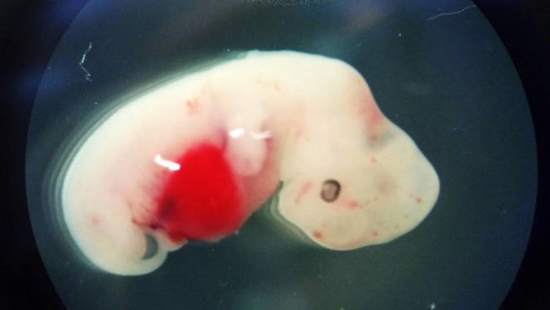 Powstaną ludzko-zwierzęce hybrydy. Japonia dopuszcza eksperymenty z embrionami