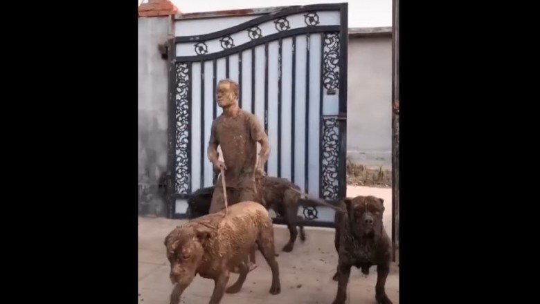 Hardcorowy powrót ze spaceru z ogromnymi psami. Chyba miał dosyć