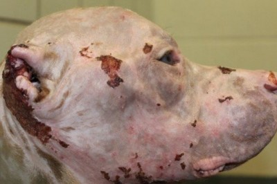 Do schroniska trafił pies w fatalnym stanie. Poznaj jego wzruszającą historię