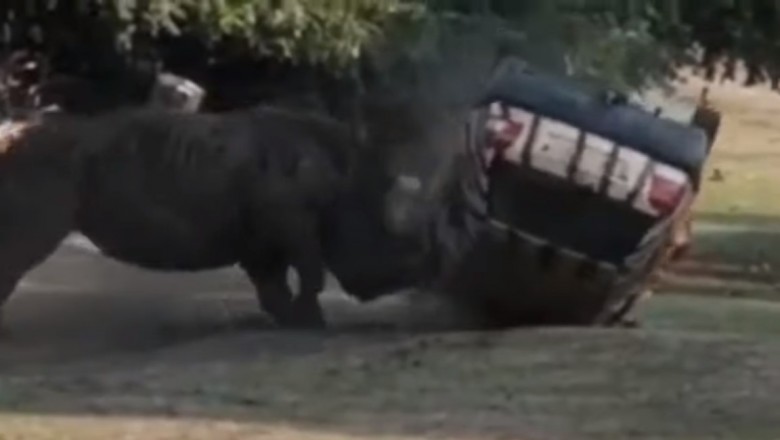 Wkurzony nosorożec demoluje Golfa III w parku Serengeti