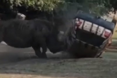 Wkurzony nosorożec demoluje Golfa III w parku Serengeti