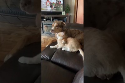 Kiedy kot wychowuje się z Pit bullem, ale odzywają się w nim naturalne instynkty