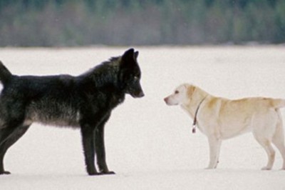 W czasie spaceru do jego psa podszedł wilk. Ich reakcja jest nie do pomyślenia 