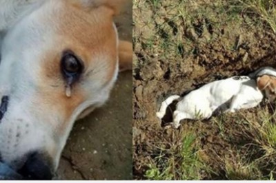 Umierający psiak uronił łzę. Wyglądało jakby był świadomy, że to koniec