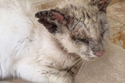 Bezdomny kot otwiera oczy po raz pierwszy od miesięcy. Ich piękno jest wręcz magiczne