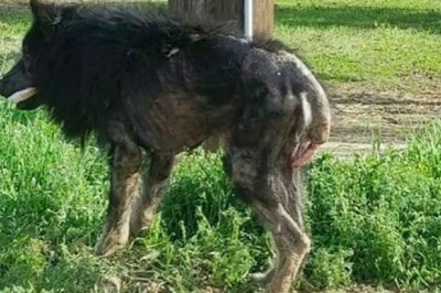 „Wilkołak” błąkał się przy drodze. Kobieta podchodzi do niego i odkrywa coś strasznego