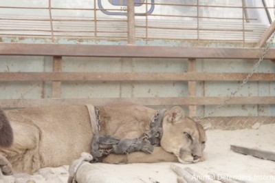 Lew górski spędził 20 lat na łańcuchu. Jego reakcja gdy odzyskał wolność jest niezwykła 