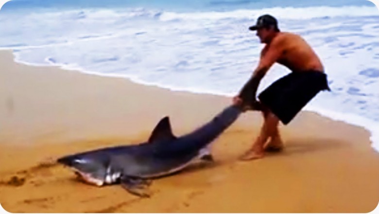 Koleś kontra ogromny rekin na plaży. Nie bał się i mu pomógł 