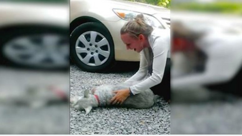 Pies zobaczył swoją właścicielkę po 2 latach rozłąki. Z emocji stracił przytomność