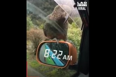 Te, ptaku masz może otwieracz? Przydatna pomoc do otwierania butelek