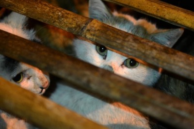 Chińczycy bezdomne koty przeznaczają na futra. Zdjęcia z ich „fabryki” chwytają za serce 