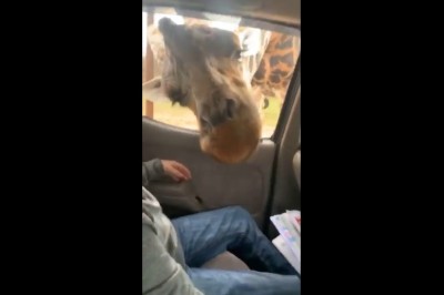 Ojciec miał mega ubaw, a dzieciaki były przerażone. Czyli bliskie spotkania w zoo