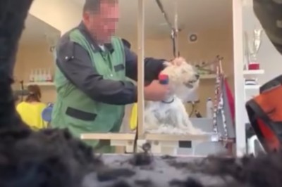 Ukryta kamera uchwyciła męczenie psów w salonie w Częstochowie 