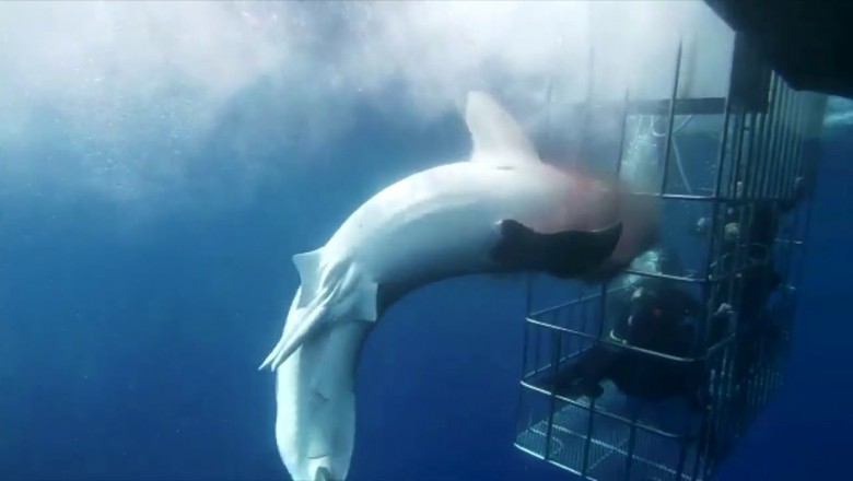 Wielki biały rekin atakuje nurków w klatce. Sceny mrożące krew w żyłach