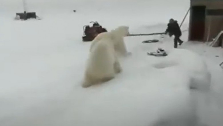 Koleś kontra dwa niedźwiedzie polarne. Trzeba mieć jaja ze stali 