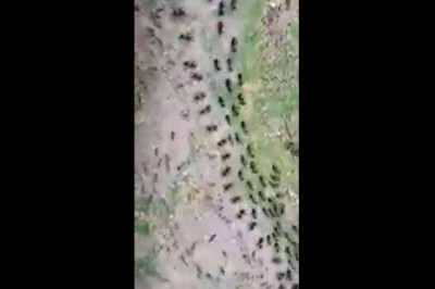 Zimna woja między termitami i mrówkami. Czegoś takiego jeszcze nie widzieliście