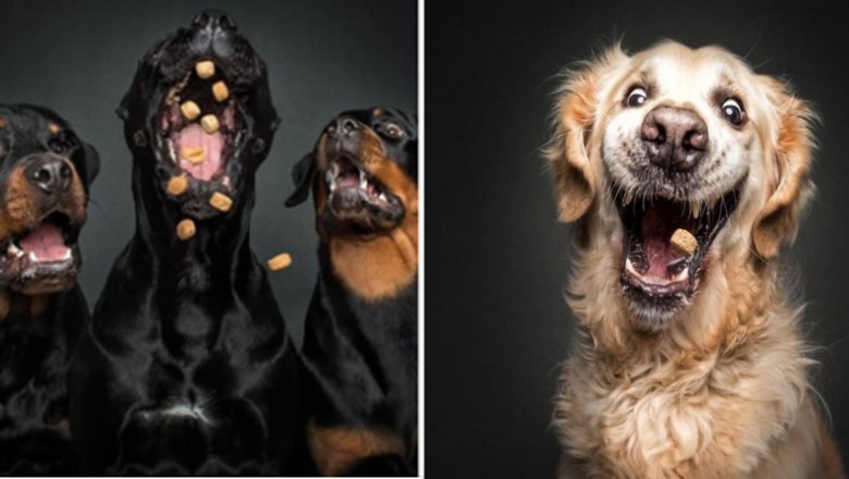 Uchwyciła miny psów próbujących łapać smakołyki. Oglądając te zdjęcia nie da się nie śmiać
