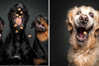 Uchwyciła miny psów próbujących łapać smakołyki. Oglądając te zdjęcia nie da się nie śmiać