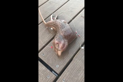 Codzienna porcja ciekawych i zabawnych filmików #26