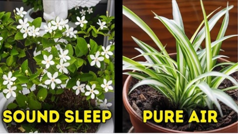 12 roślin domowych, które pozytywnie wpłyną na twoje zdrowie