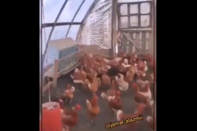 Ciekawostka o kurach. Tak reagują kiedy są atakowane przez drapieżnika