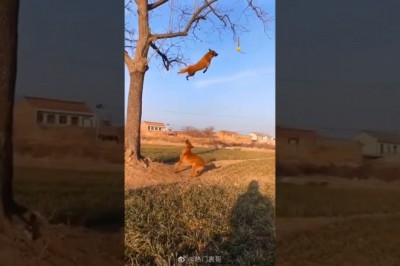 Codzienna porcja ciekawych i zabawnych filmików #33