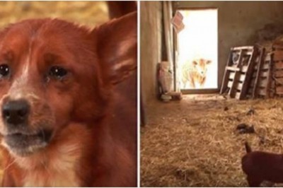 Pies został rozdzielony z krową, która go wychowała. Nagrali moment ich ponownego spotkania