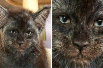 Jej koty rasy Maine coon, mają pyszczki przypominają ludzkie twarze. Majestatyczne olbrzymy