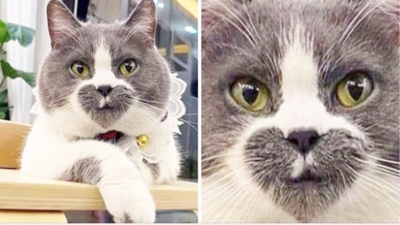 18 kotów, które wyglądają niczym dzieło Photoshopa. Natura tworzy prawdziwe cuda 