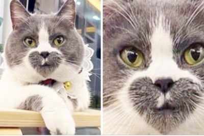 18 kotów, które wyglądają niczym dzieło Photoshopa. Natura tworzy prawdziwe cuda 