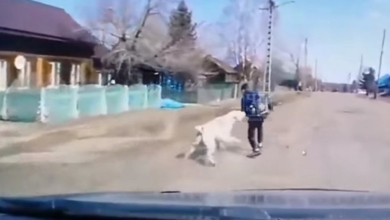 Kierowca uratował dziecko przed pogryzieniem przez ogromnego psa