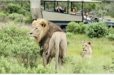 Kłusownicy włamali się do rezerwatu, żeby polować na nosorożce. Zostali zjedzeni przez lwy