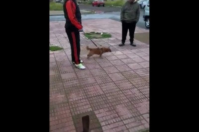 Codzienna porcja ciekawych i zabawnych filmików #74