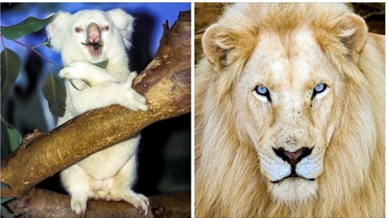 15 zwierząt albinosów, które urodziły się by zadziwić świat