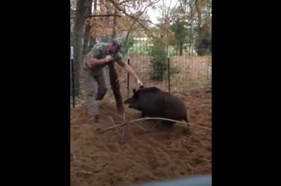 Człowiek kontra dzik. Nietypowe zapasy w zagrodzie 