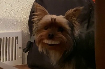 Codzienna porcja ciekawych i zabawnych filmików #81