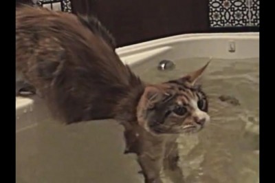 Codzienna porcja ciekawych i zabawnych filmików #91