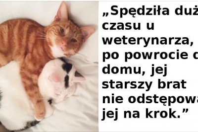 20 zdjęć pokazujących, że koty to także kochane zwierzęta. Potrafią być bardzo uczuciowe