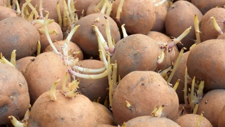 Można bezpiecznie jeść kiełkujące ziemniaki? Zobacz na co należy uważać 