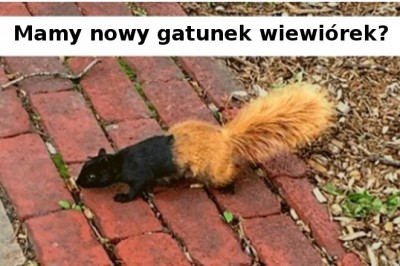 21 zdjęć zwierząt, które sprawią, że przetrzesz oczy ze zdumienia. Prawdziwe cuda natury 